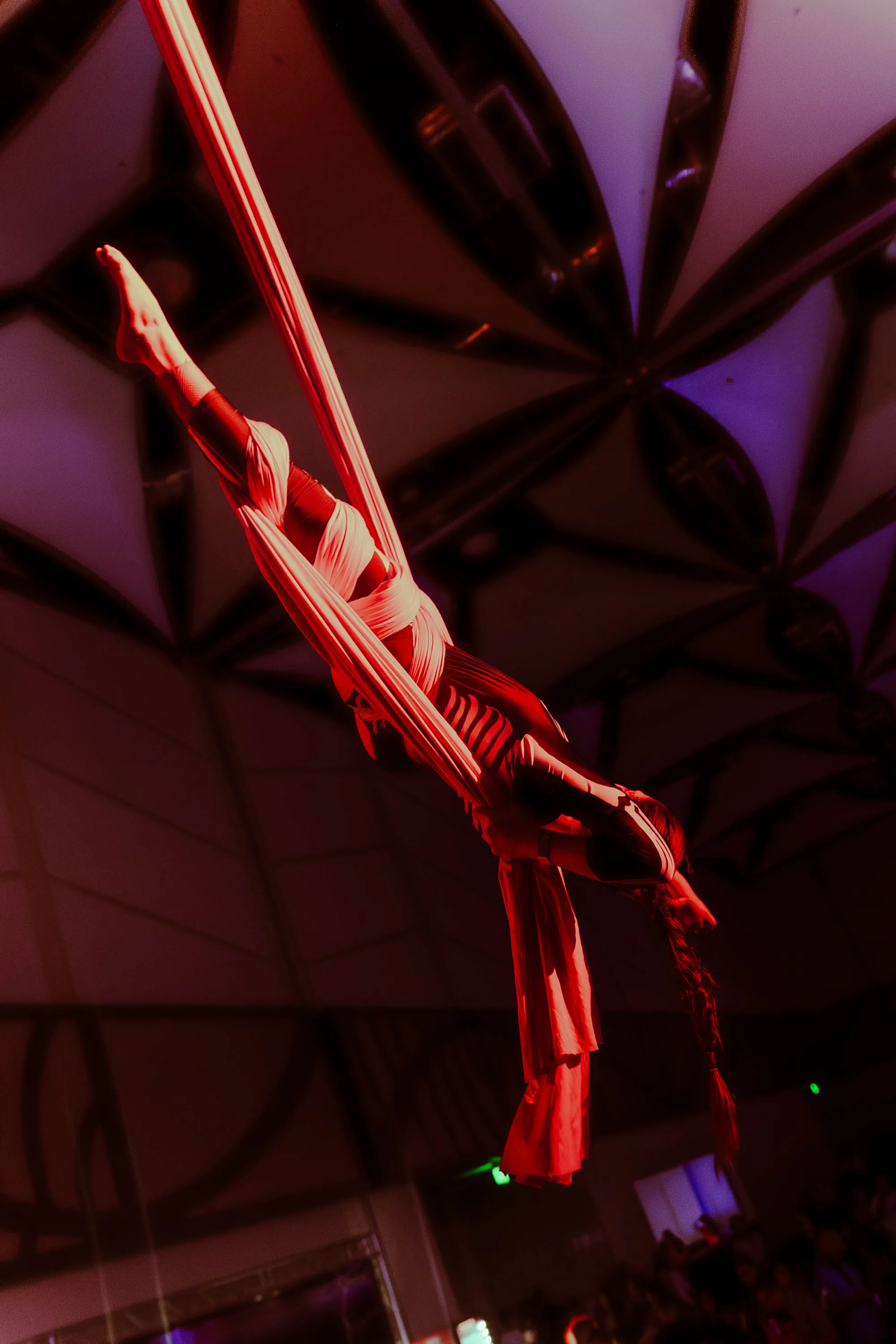 Electric Animals gallery 3